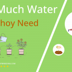 how often to water yao choy