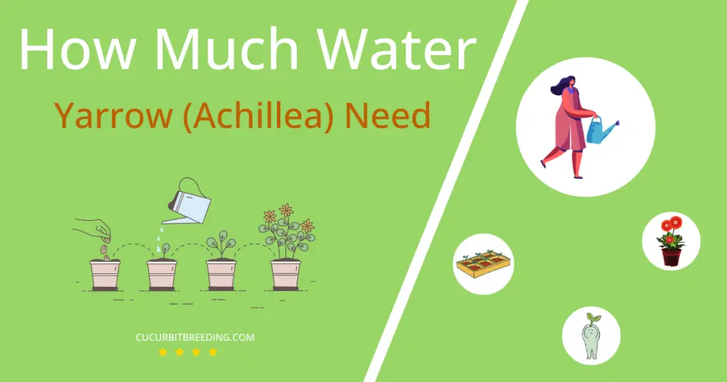 how often to water yarrow achillea