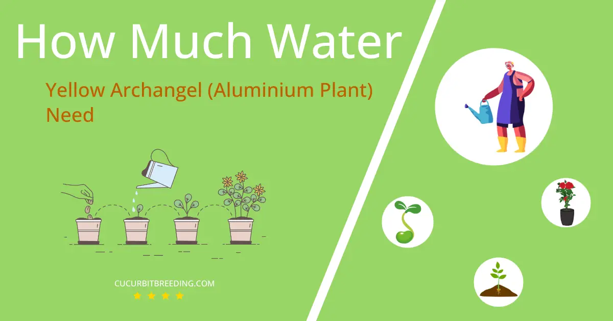 how often to water yellow archangel aluminium plant