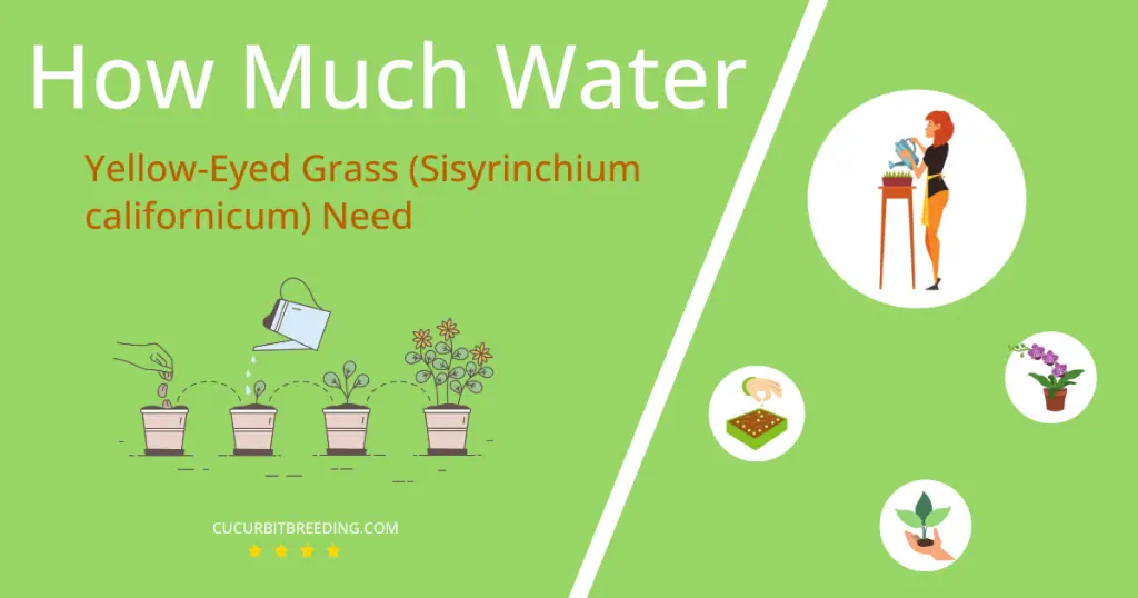how often to water yellow eyed grass sisyrinchium californicum