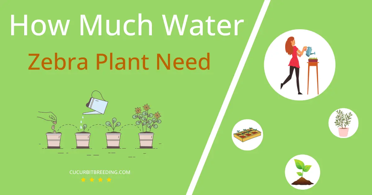 how often to water zebra plant