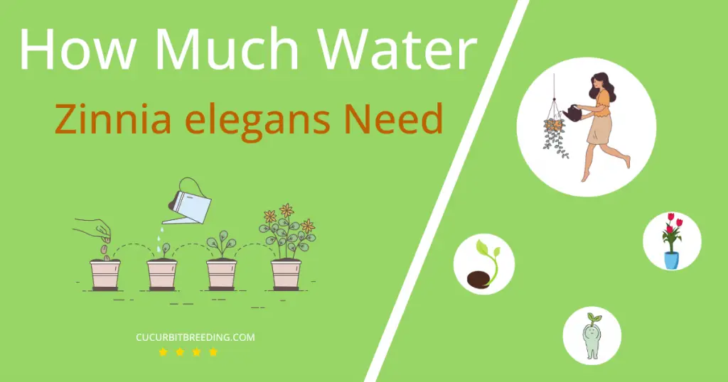 how often to water zinnia elegans