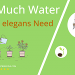 how often to water zinnia elegans
