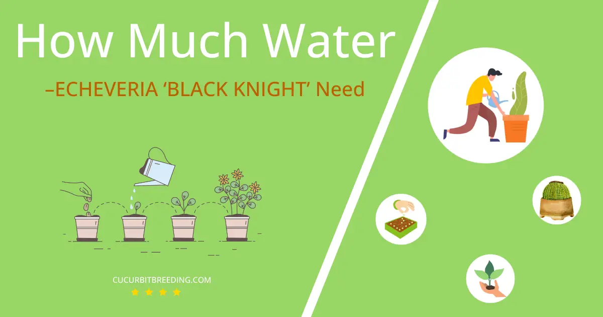 how often to water –echeveria black knight