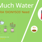how often to water –echeveria dionysos