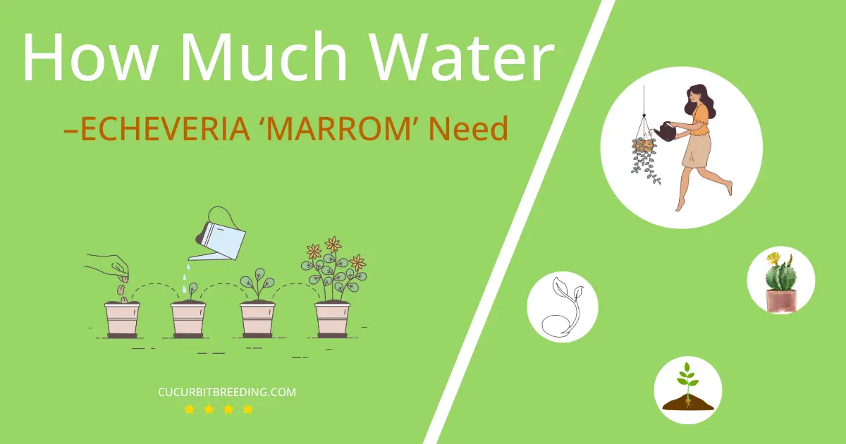 how often to water –echeveria marrom