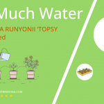 how often to water –echeveria runyonii topsy turvy