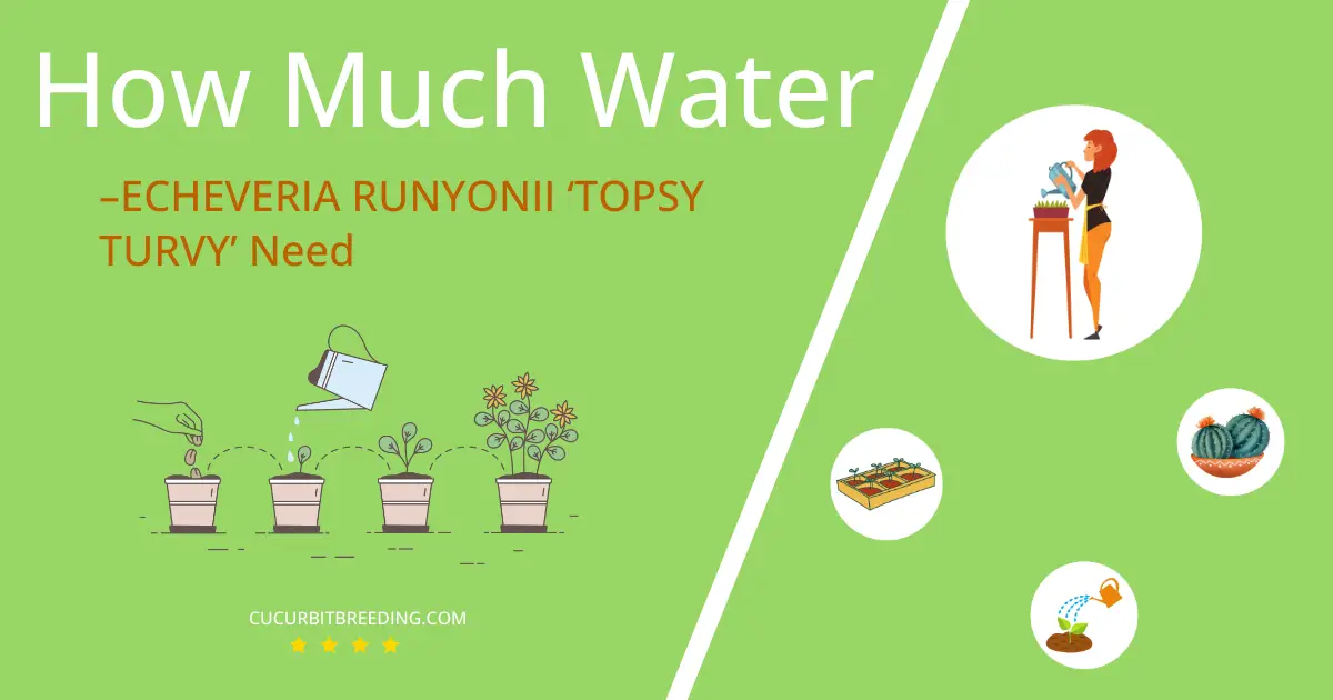 how often to water –echeveria runyonii topsy turvy