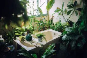 watering indoor plant properly