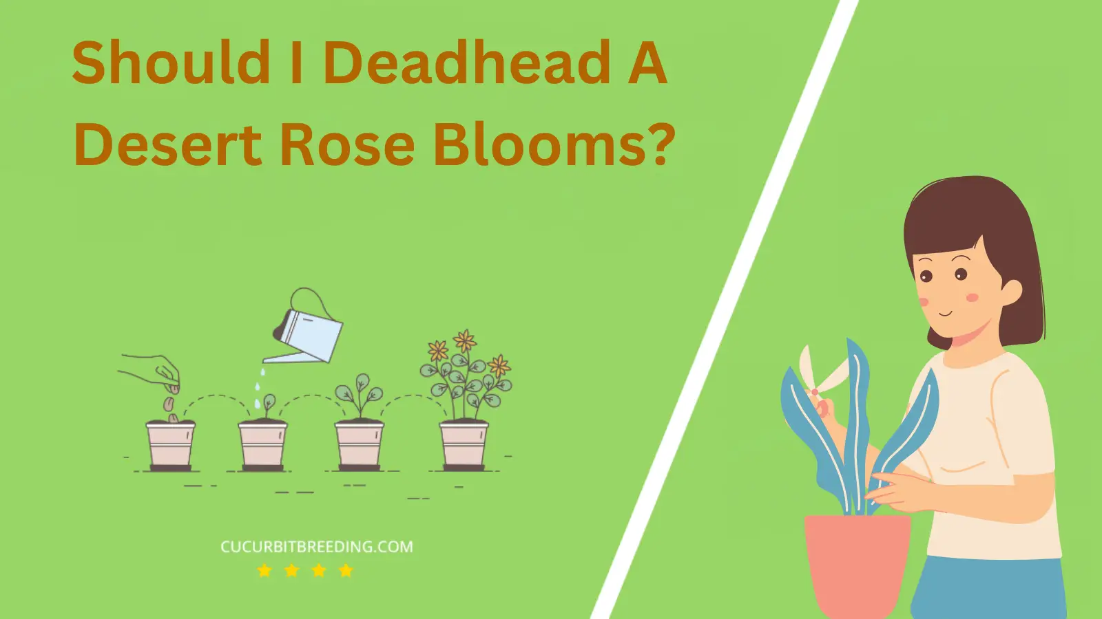 Should I Deadhead A Desert Rose Blooms?