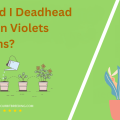 Should I Deadhead African Violets Blooms