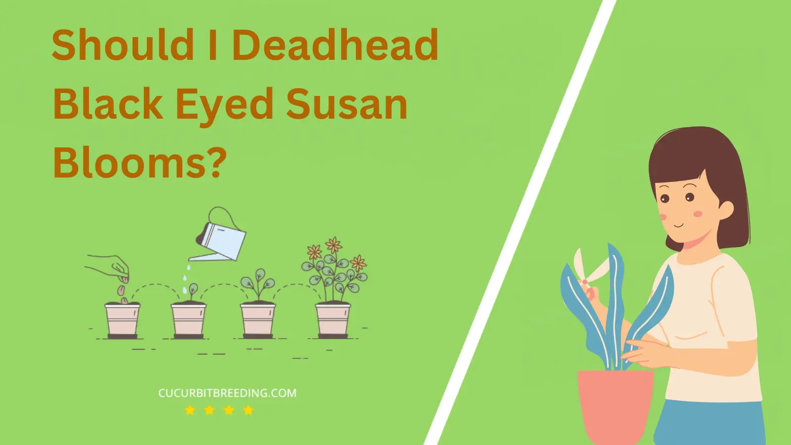 Should I Deadhead Black Eyed Susan Blooms?