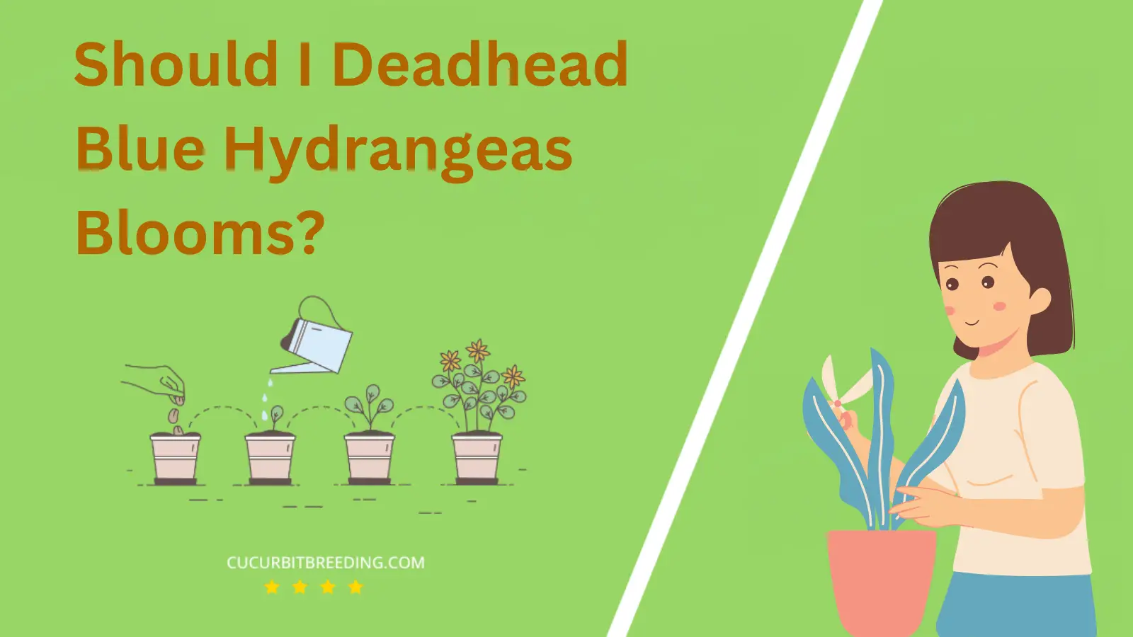 Should I Deadhead Blue Hydrangeas Blooms?