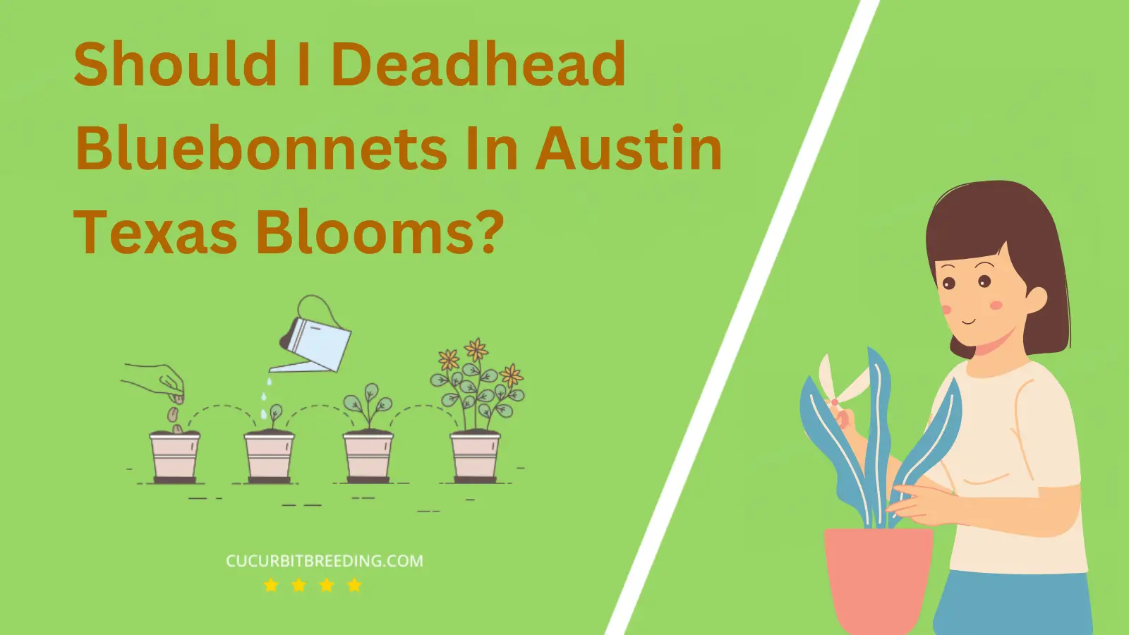 Should I Deadhead Bluebonnets In Austin Texas Blooms?