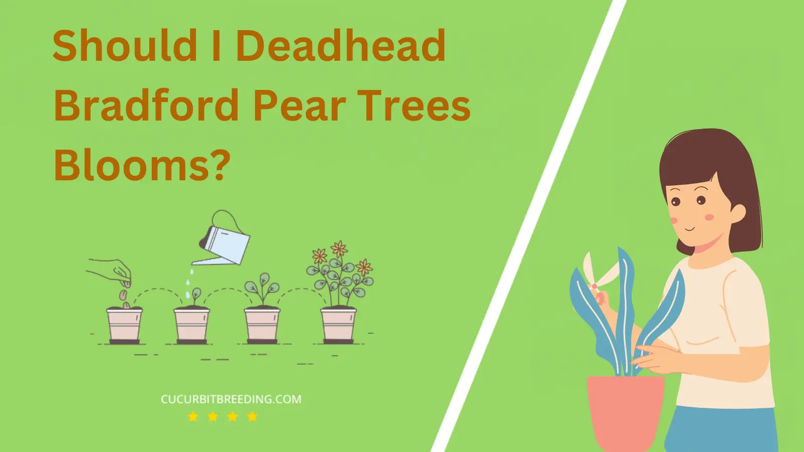 Should I Deadhead Bradford Pear Trees Blooms?