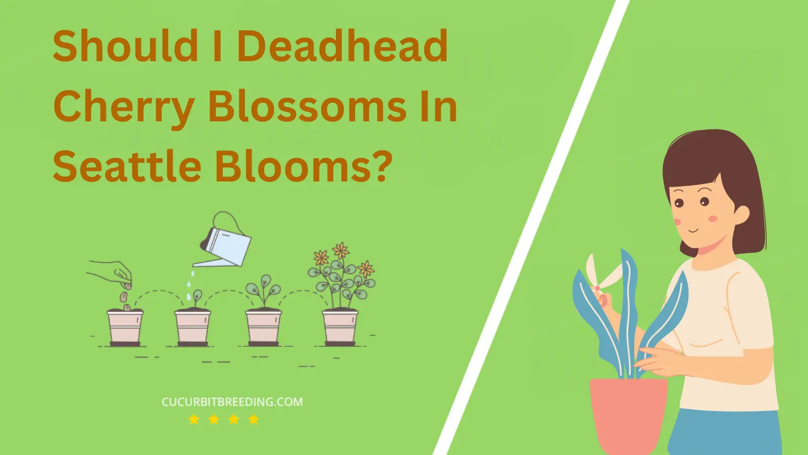 Should I Deadhead Cherry Blossoms In Seattle Blooms?