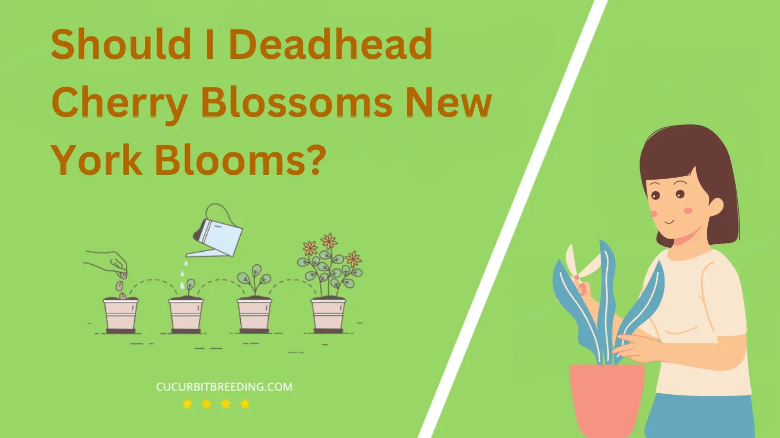 Should I Deadhead Cherry Blossoms New York Blooms?