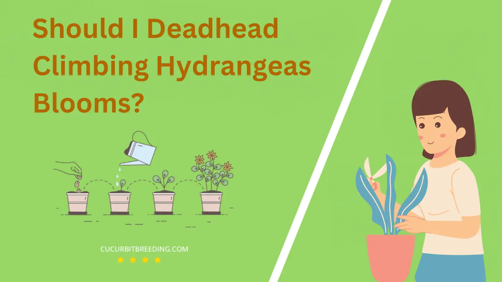 Should I Deadhead Climbing Hydrangeas Blooms?