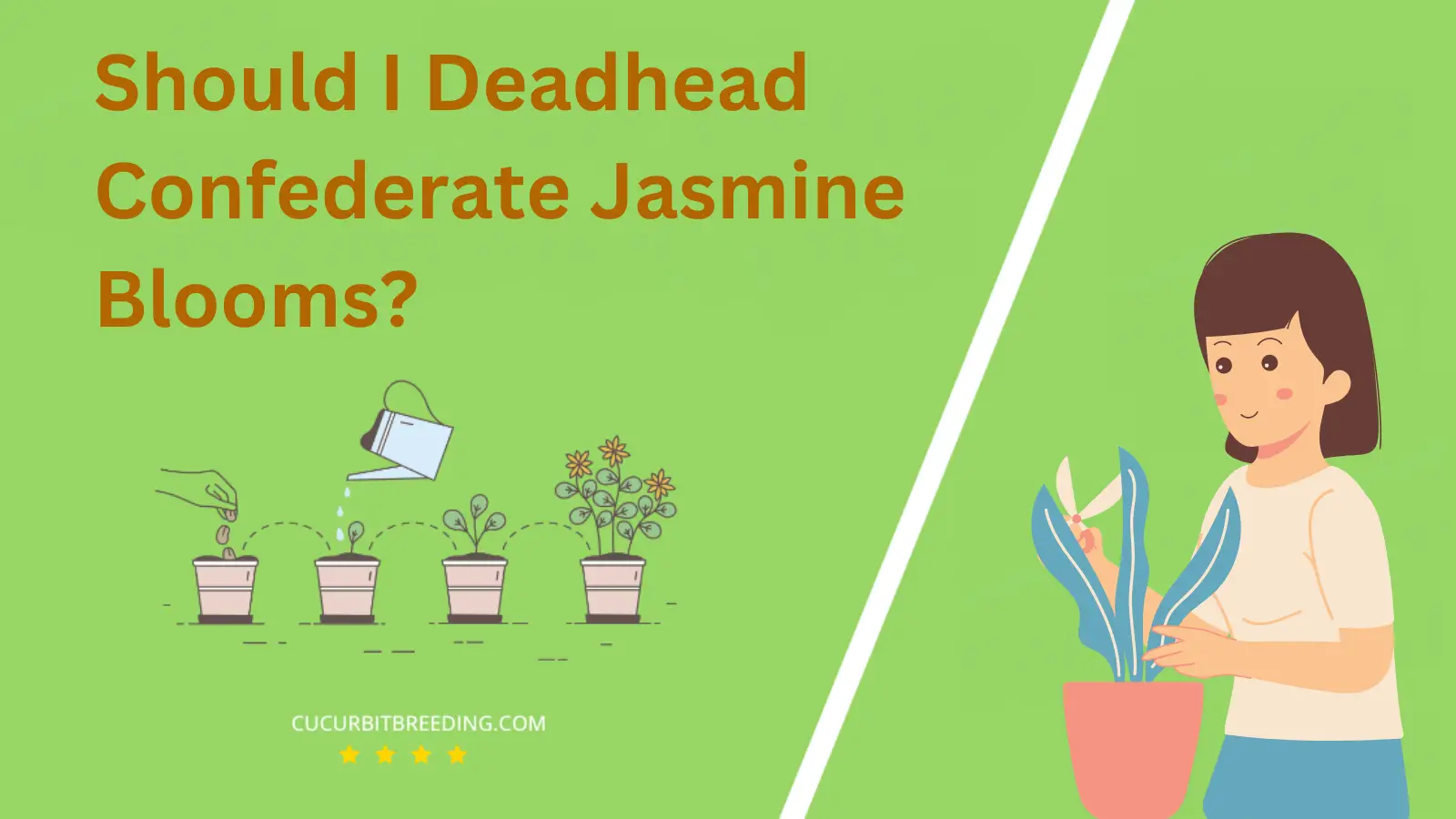 Should I Deadhead Confederate Jasmine Blooms?