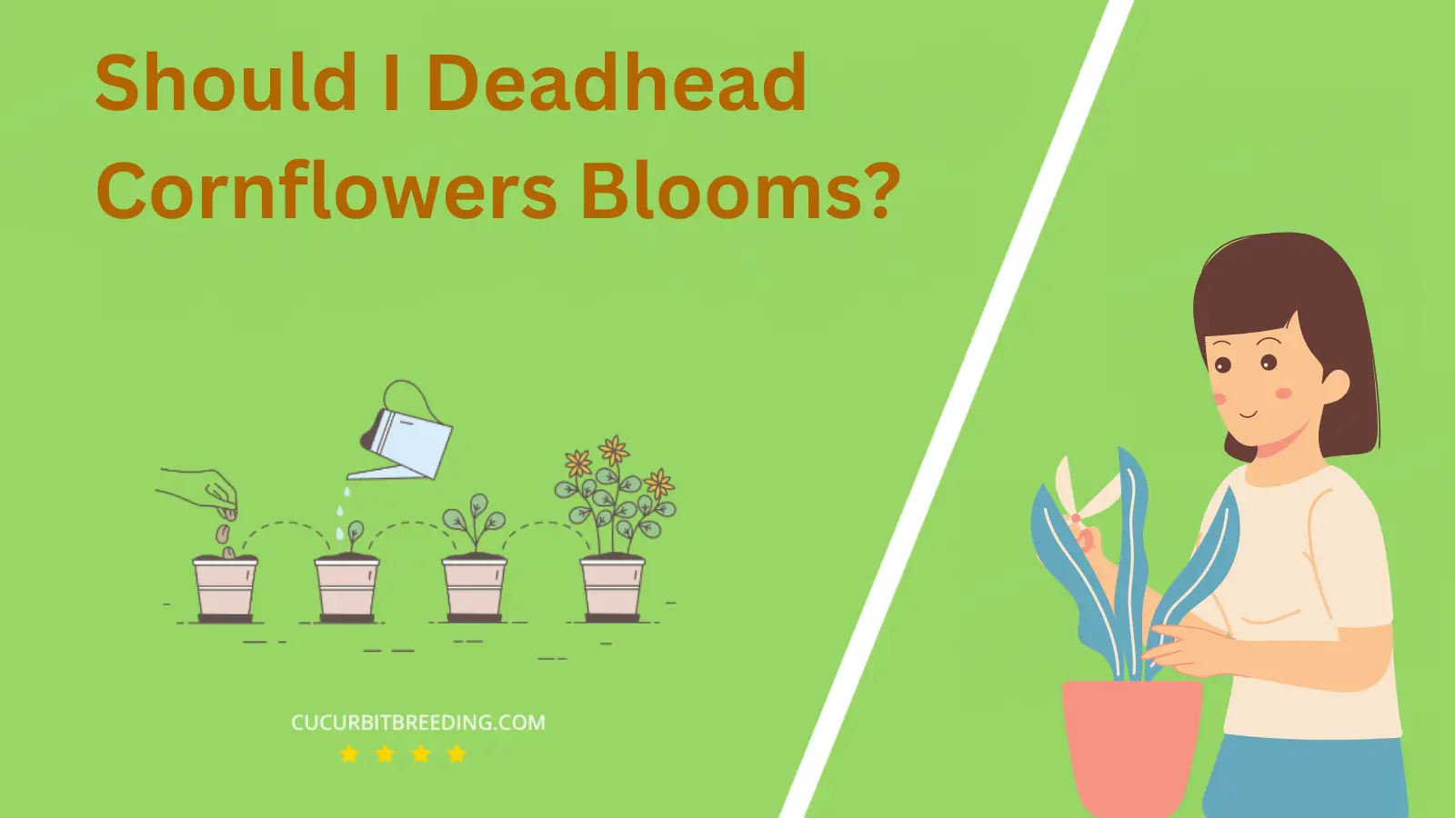 Should I Deadhead Cornflowers Blooms?