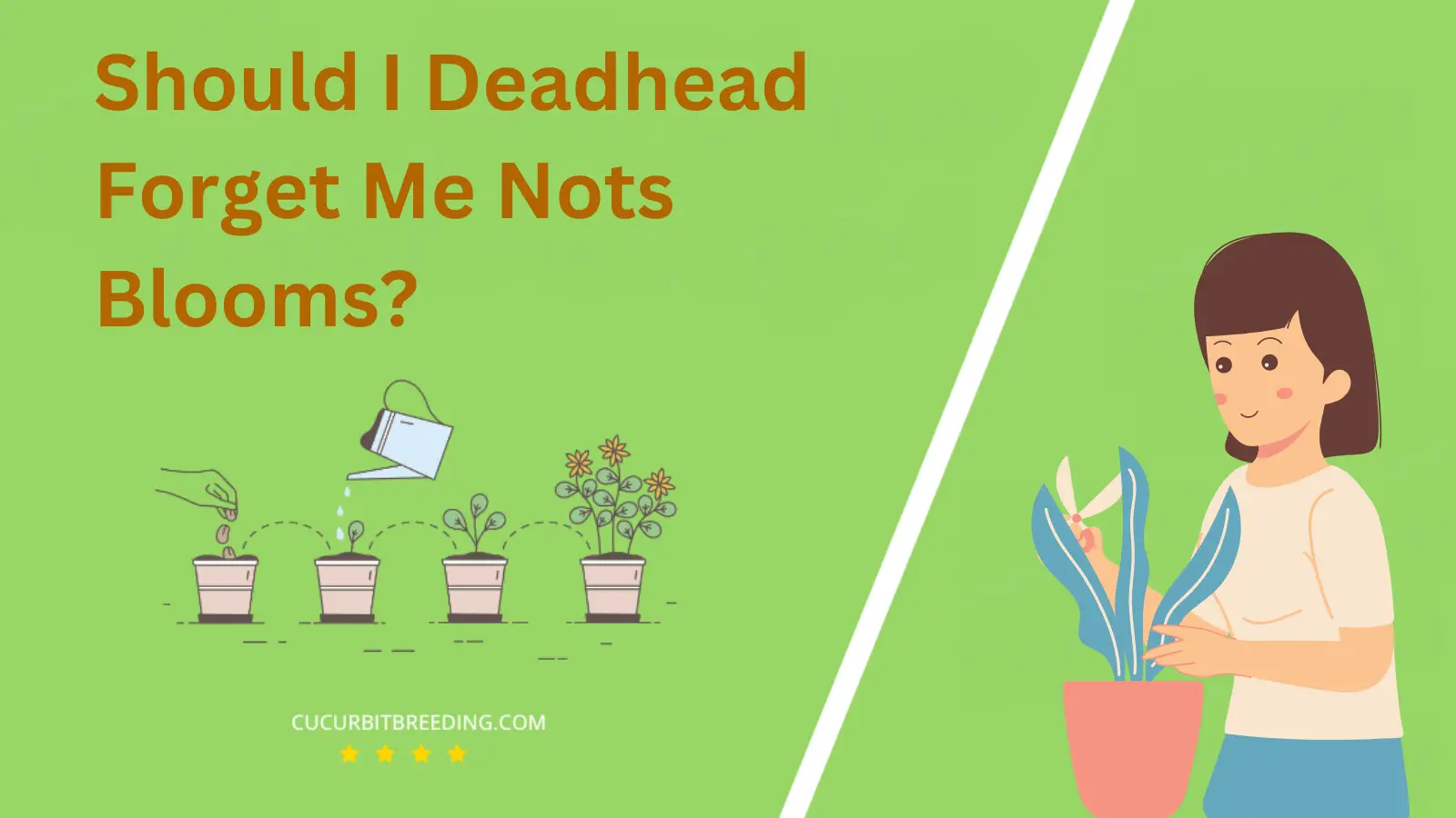 Should I Deadhead Forget Me Nots Blooms?