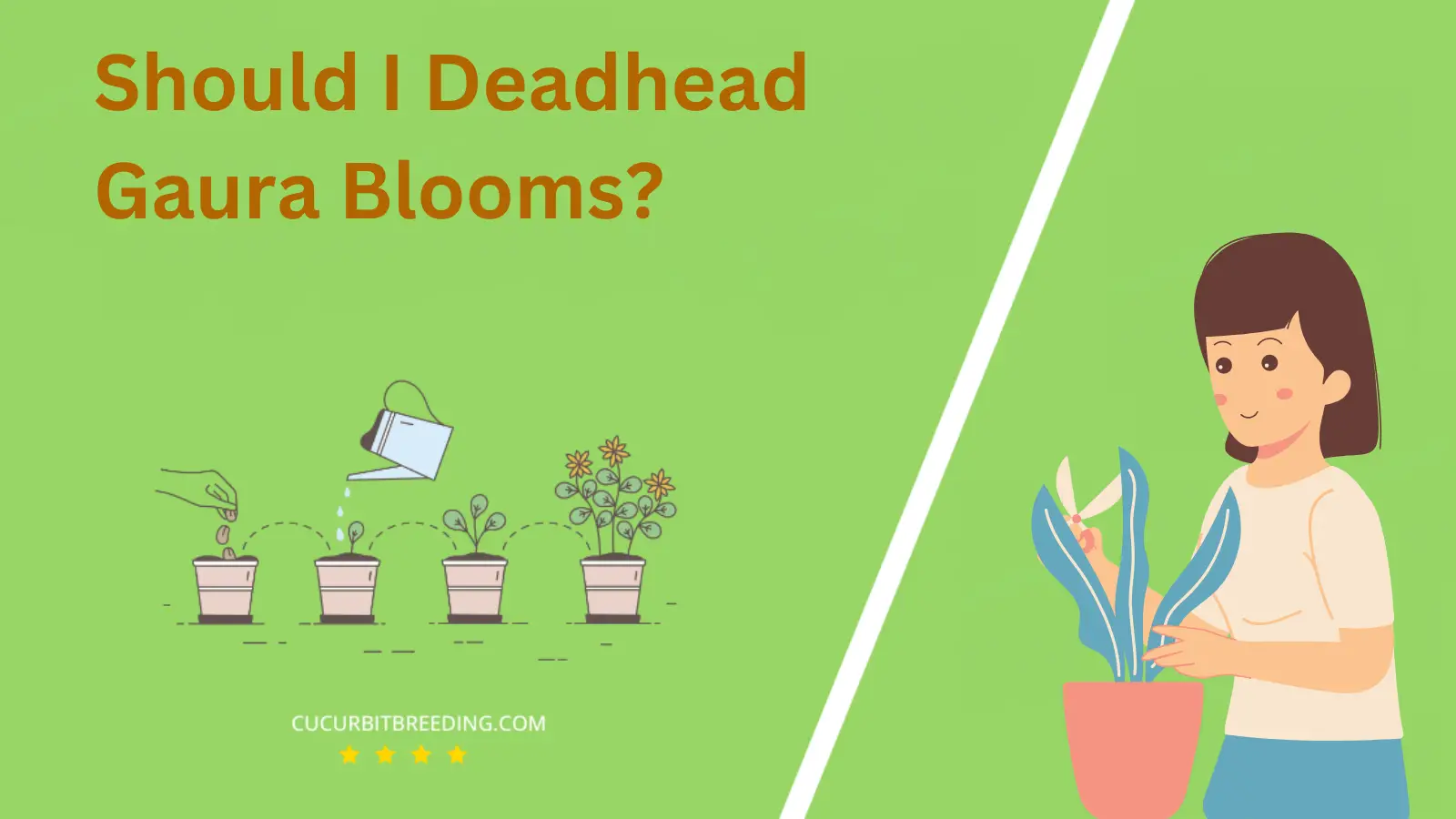 Should I Deadhead Gaura Blooms?