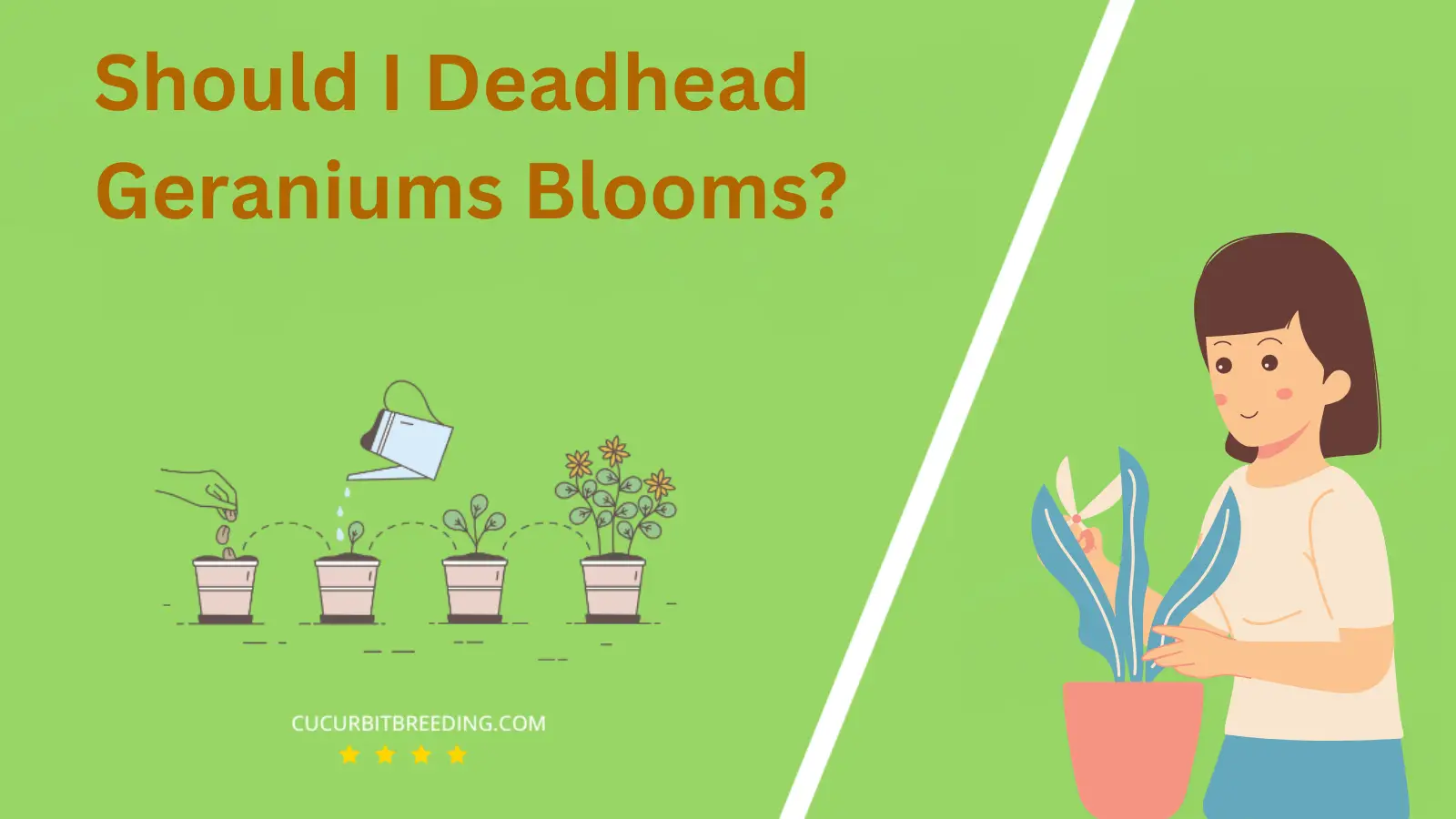 Should I Deadhead Geraniums Blooms?