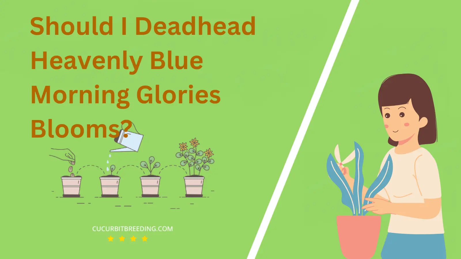 Should I Deadhead Heavenly Blue Morning Glories Blooms?