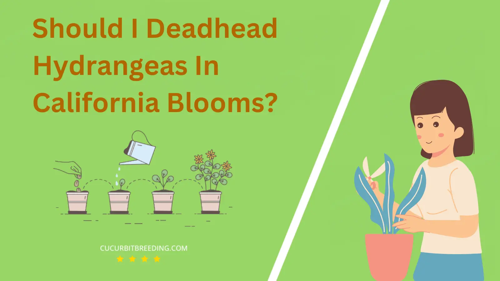 Should I Deadhead Hydrangeas In California Blooms?