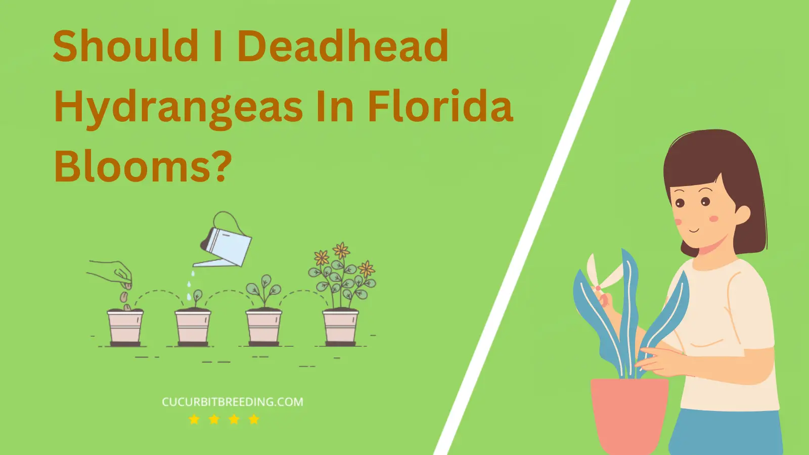 Should I Deadhead Hydrangeas In Florida Blooms?