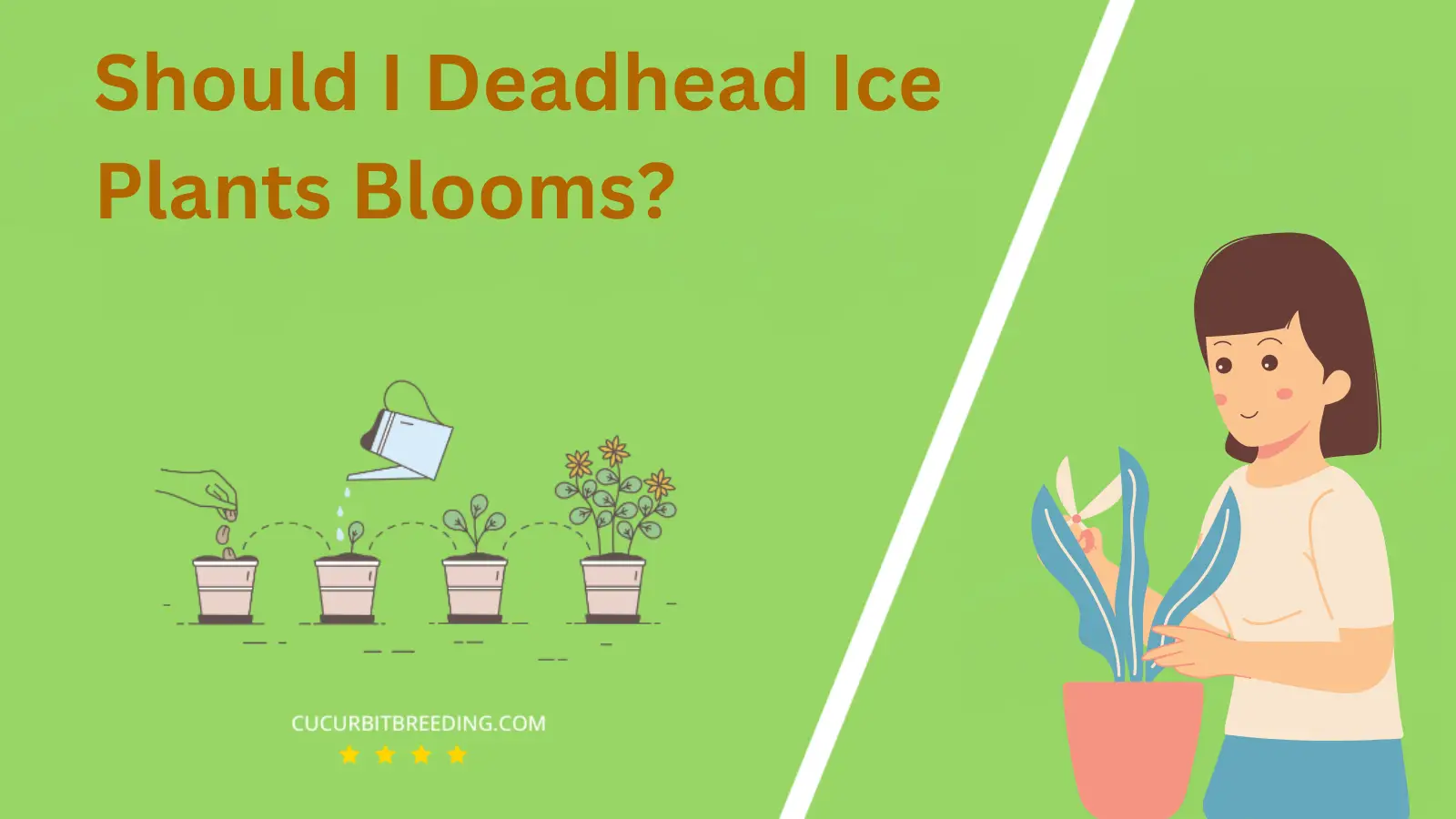 Should I Deadhead Ice Plants Blooms?