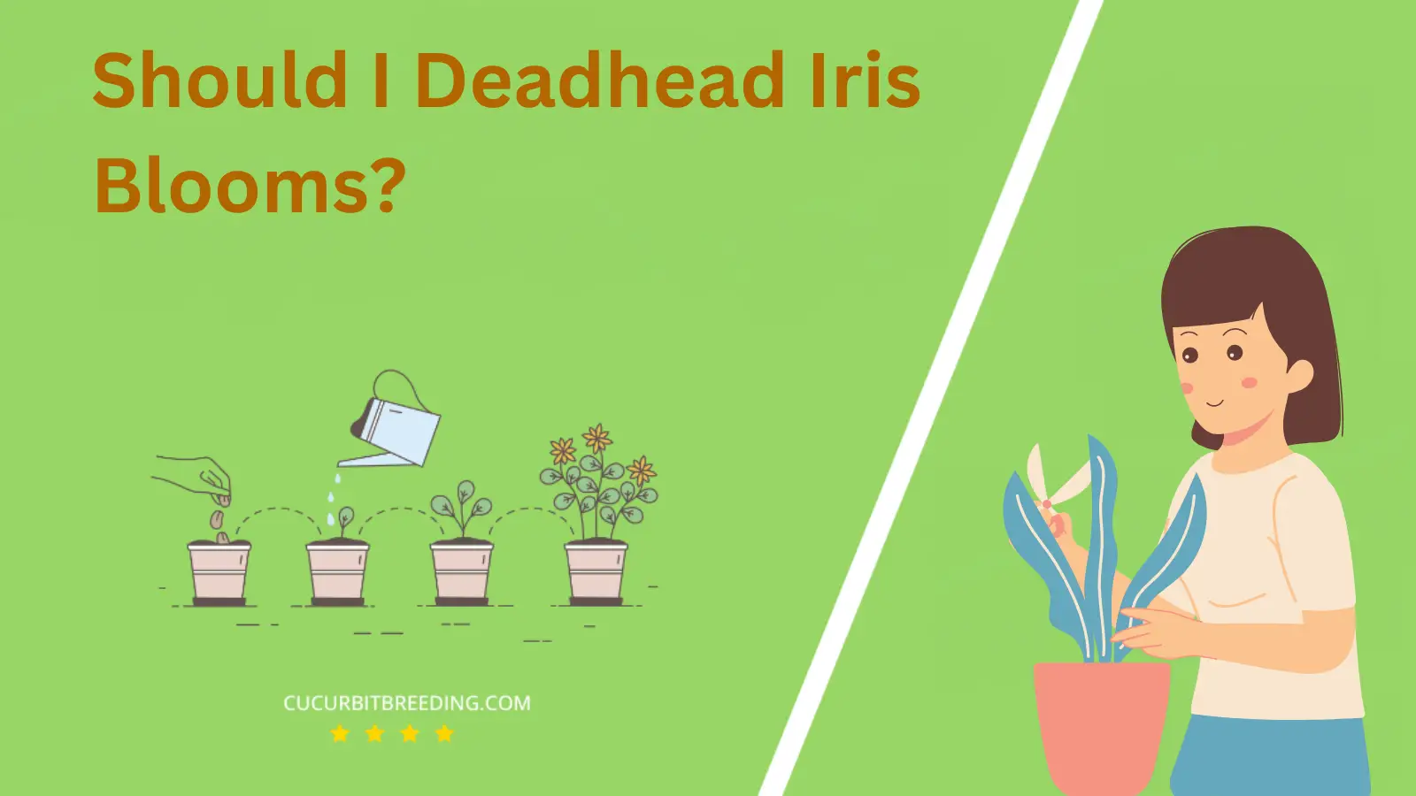 Should I Deadhead Iris Blooms?
