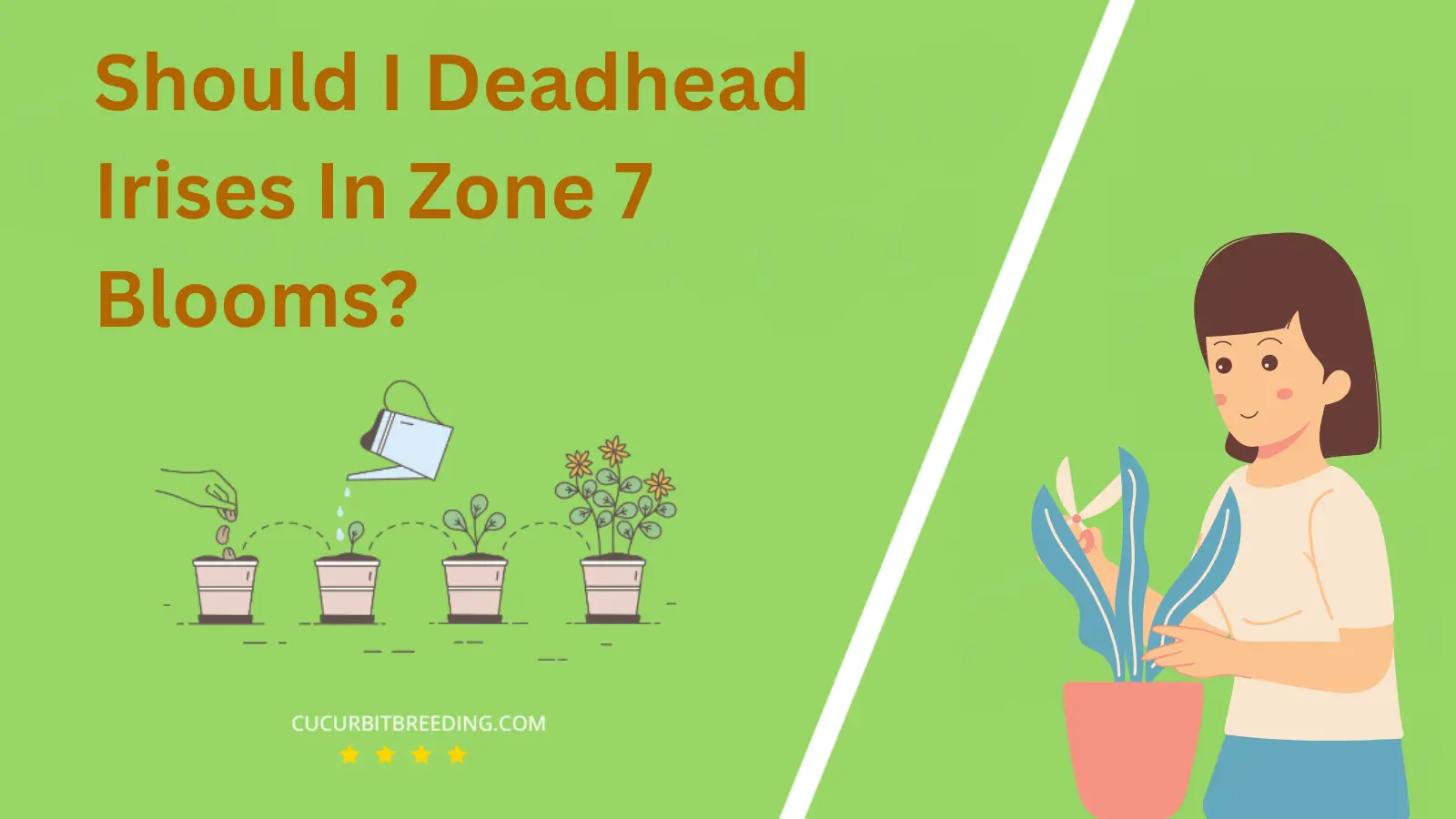 Should I Deadhead Irises In Zone 7 Blooms?