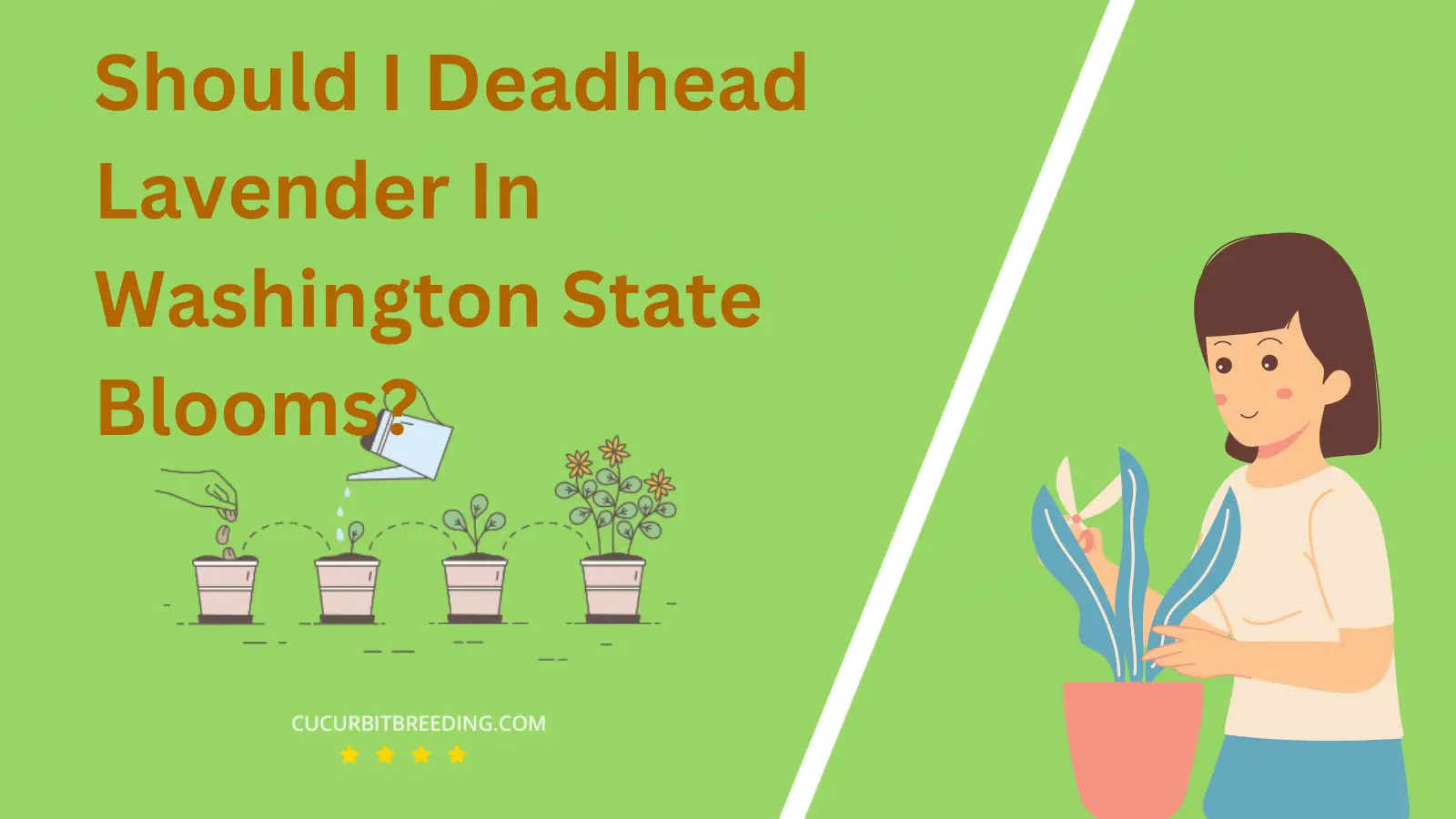 Should I Deadhead Lavender In Washington State Blooms?