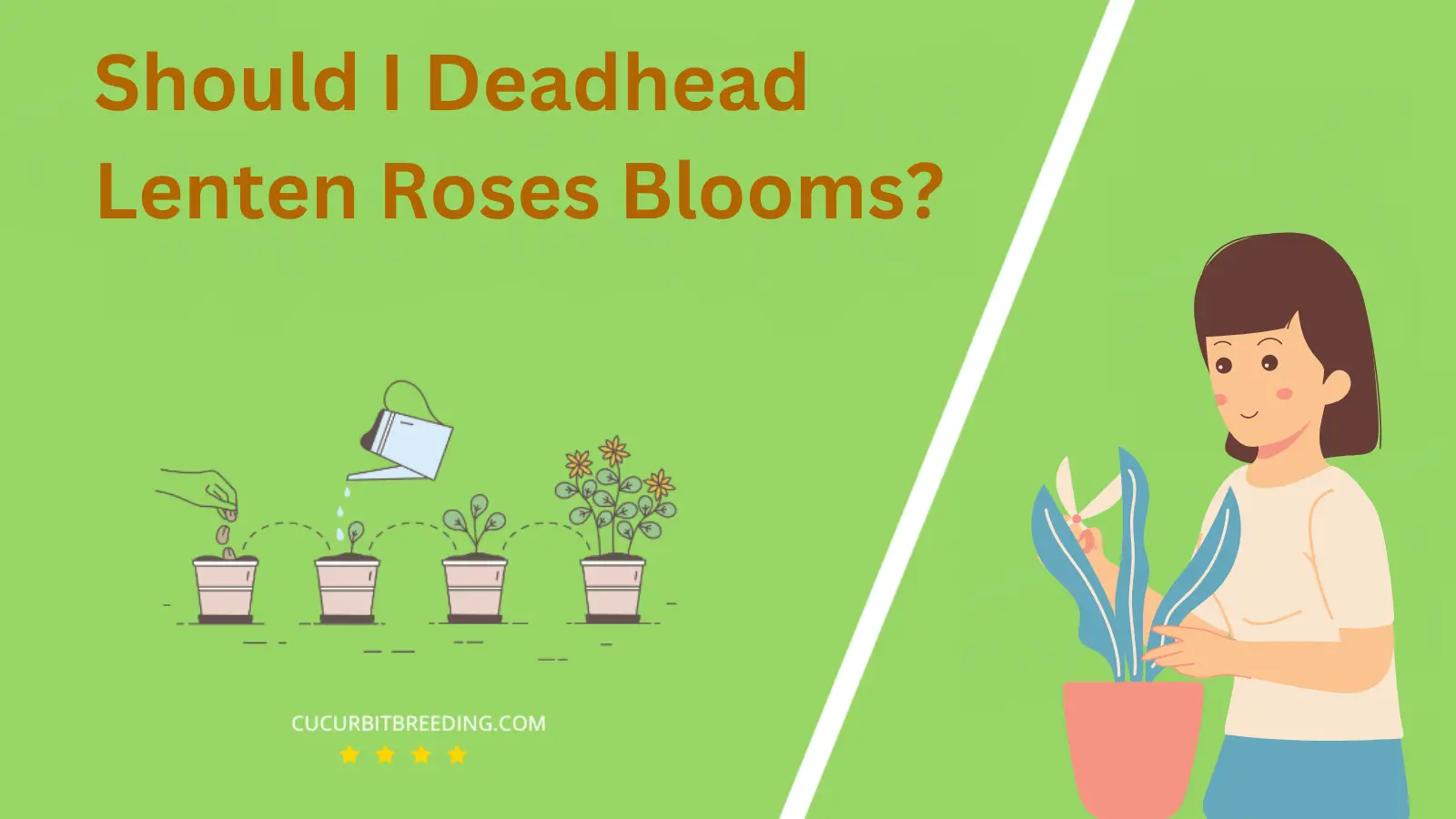 Should I Deadhead Lenten Roses Blooms?