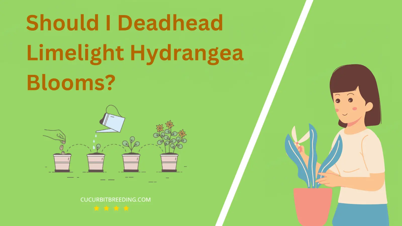 Should I Deadhead Limelight Hydrangea Blooms?
