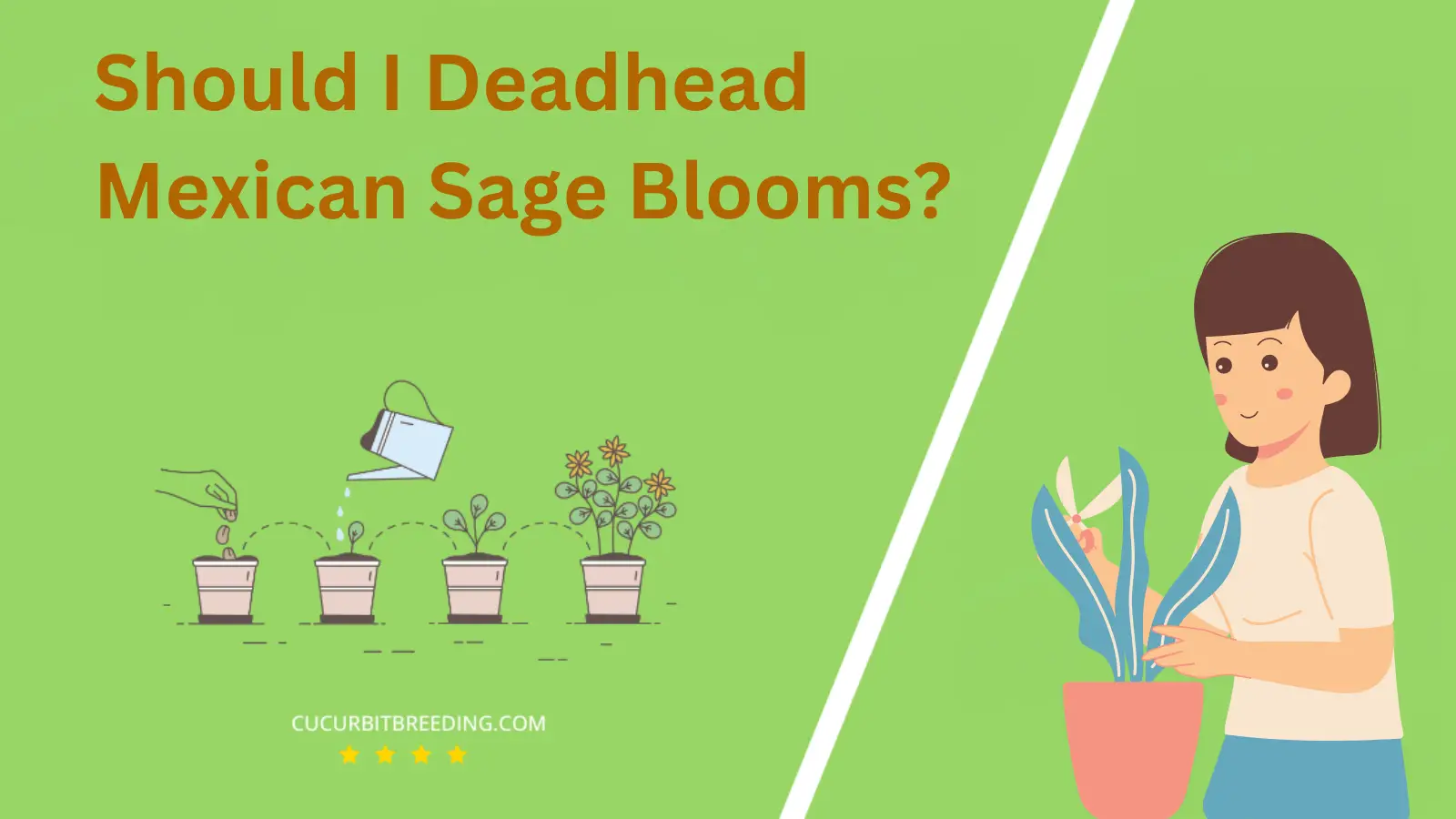 Should I Deadhead Mexican Sage Blooms?