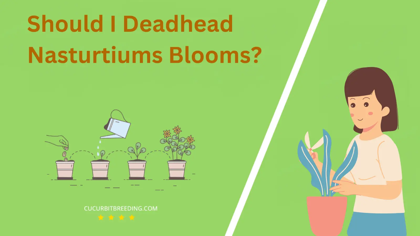 Should I Deadhead Nasturtiums Blooms?