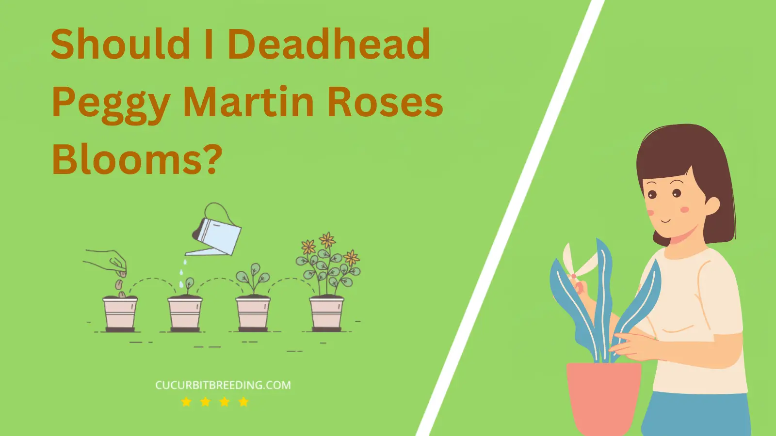 Should I Deadhead Peggy Martin Roses Blooms?