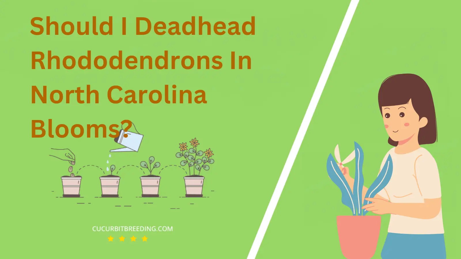 Should I Deadhead Rhododendrons In North Carolina Blooms?