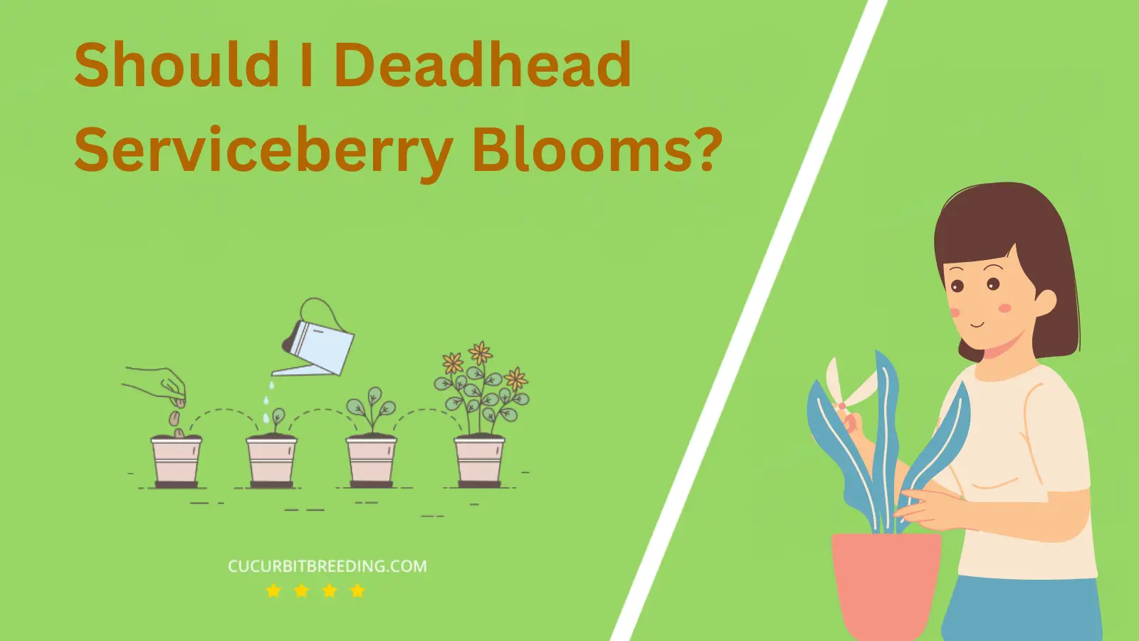 Should I Deadhead Serviceberry Blooms?