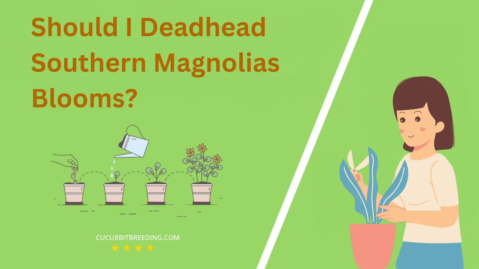 Should I Deadhead Southern Magnolias Blooms?