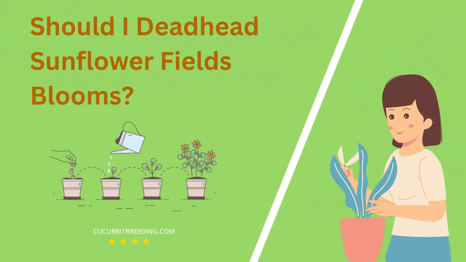 Should I Deadhead Sunflower Fields Blooms?
