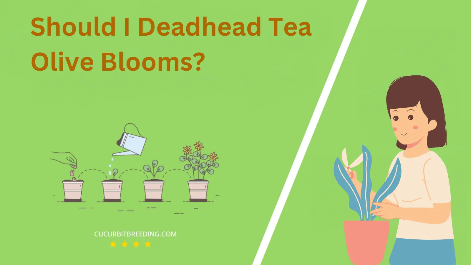 Should I Deadhead Tea Olive Blooms?