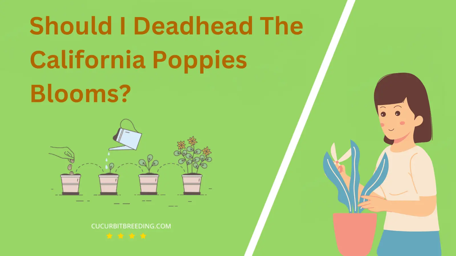 Should I Deadhead The California Poppies Blooms?