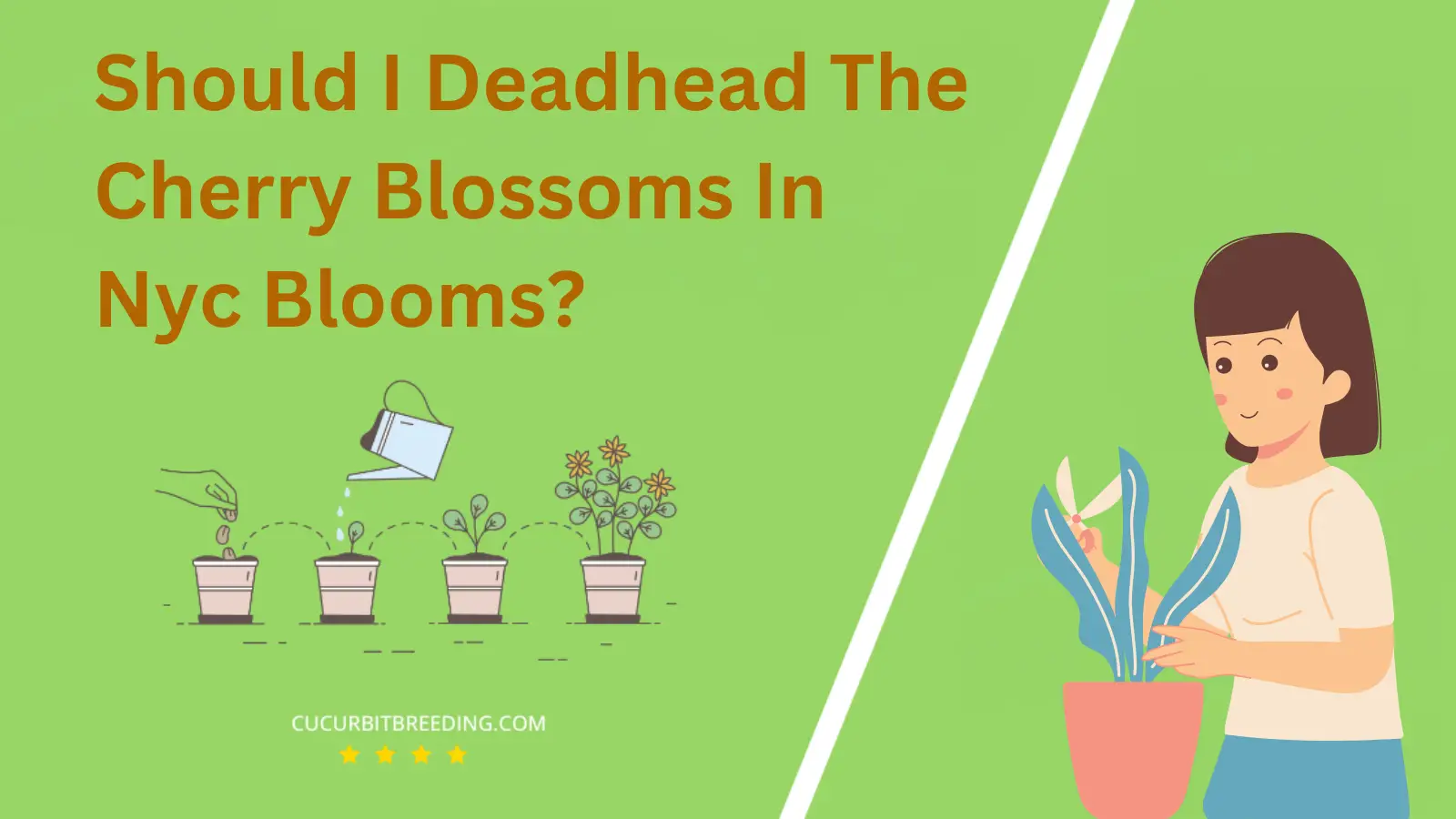 Should I Deadhead The Cherry Blossoms In Nyc Blooms?
