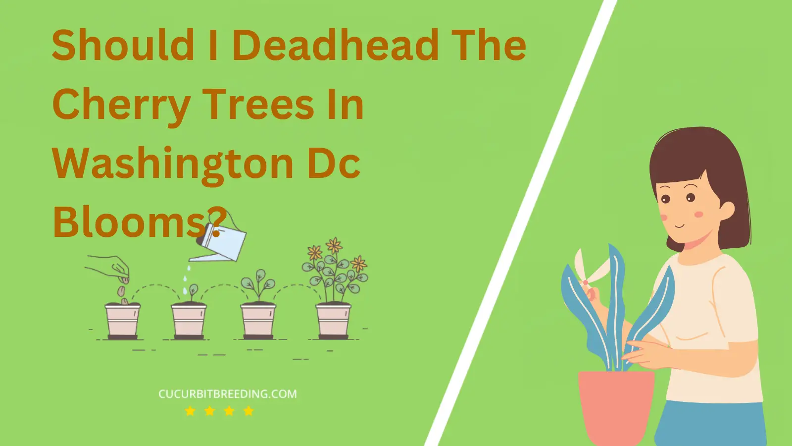 Should I Deadhead The Cherry Trees In Washington Dc Blooms?