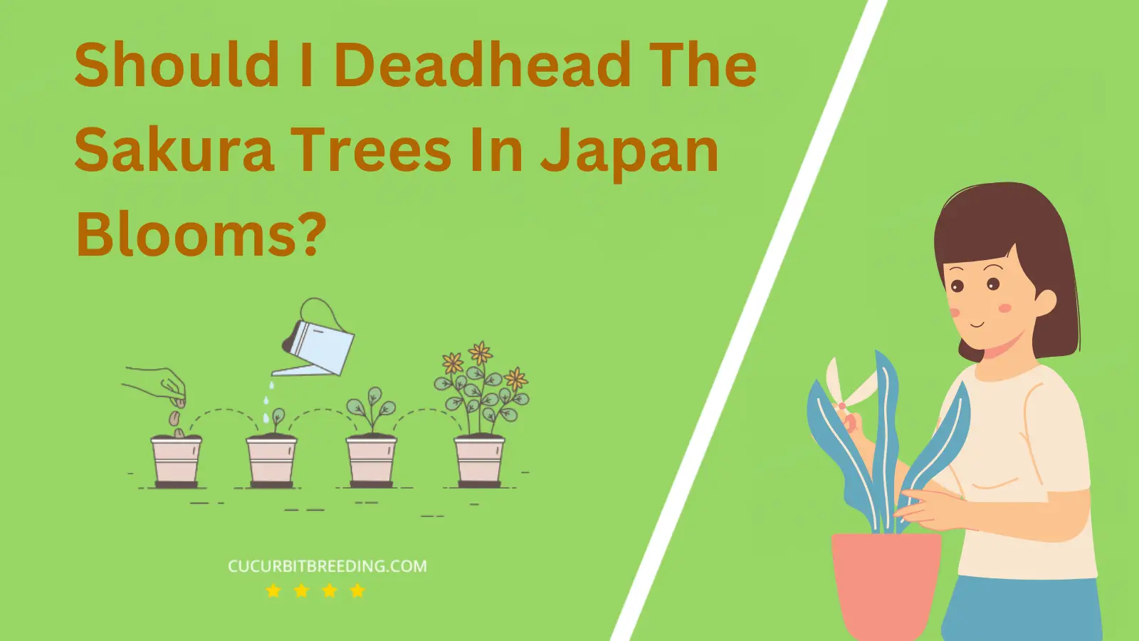 Should I Deadhead The Sakura Trees In Japan Blooms?