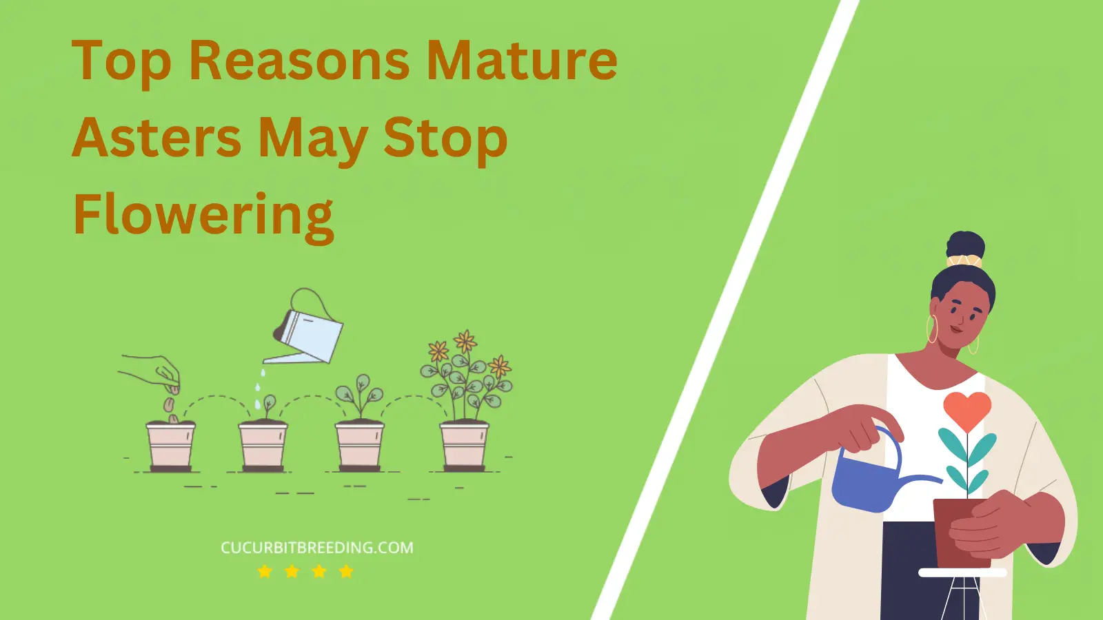 Top Reasons Mature Asters May Stop Flowering