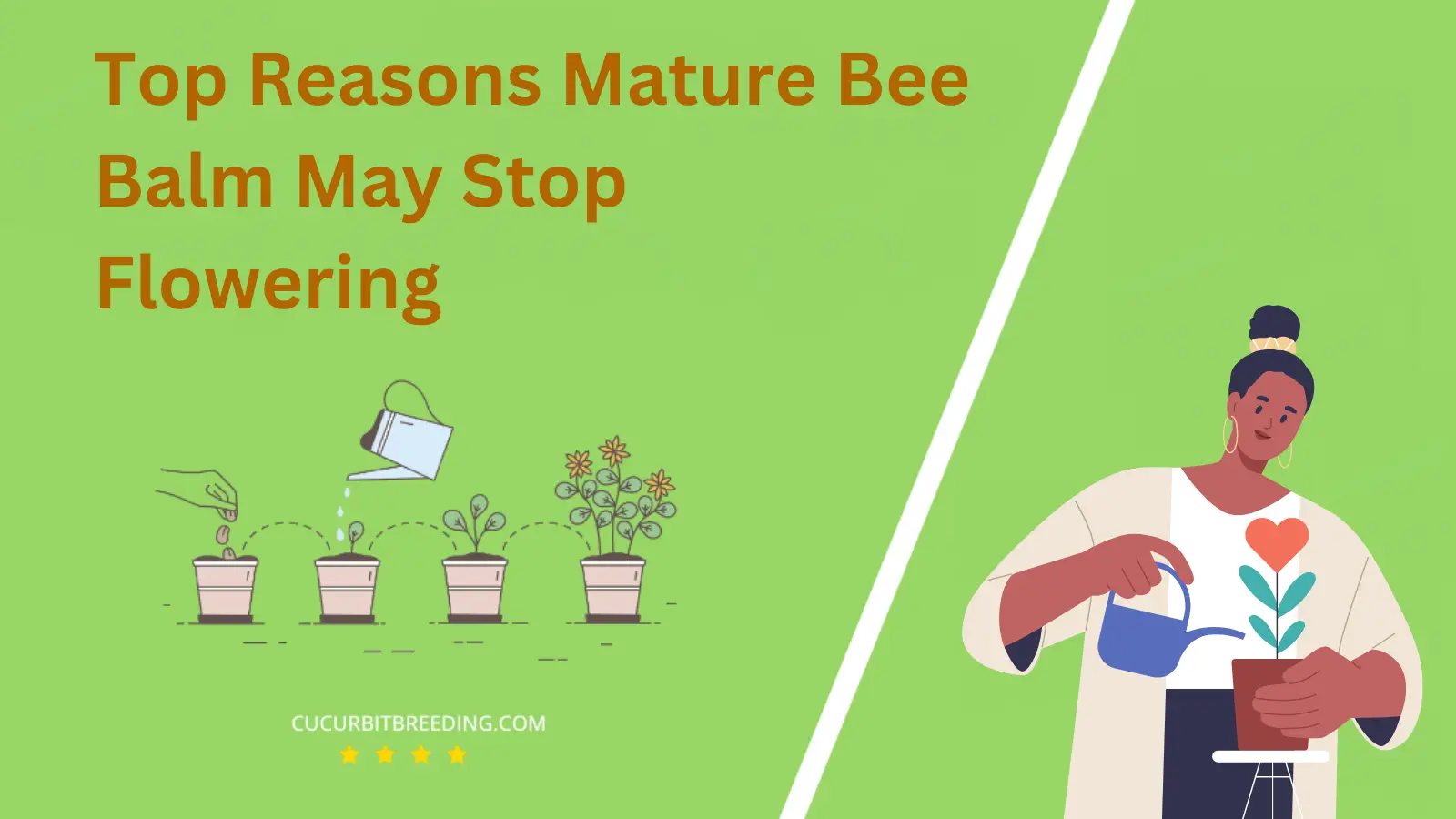 Top Reasons Mature Bee Balm May Stop Flowering